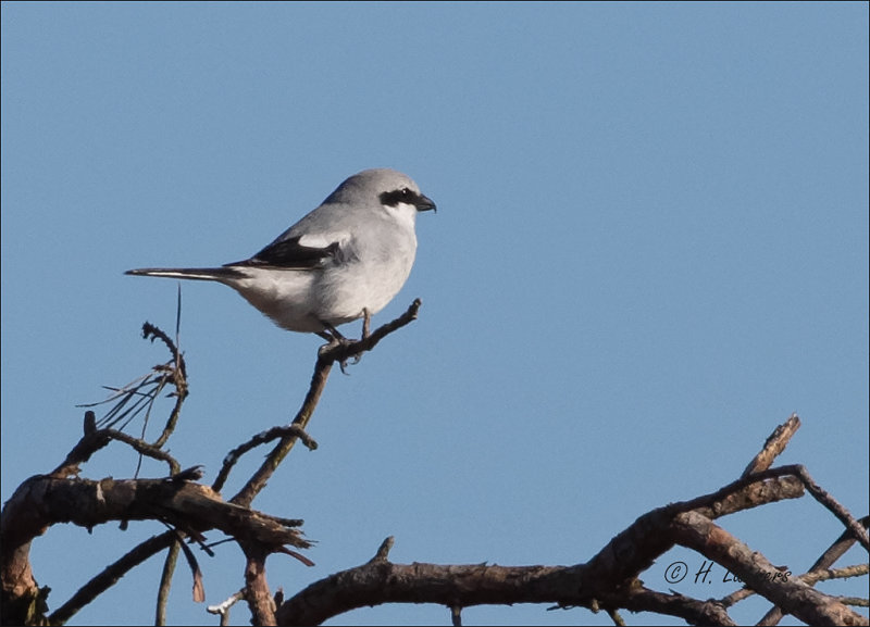 Great Grey Shrike - Klapekster - excubitor