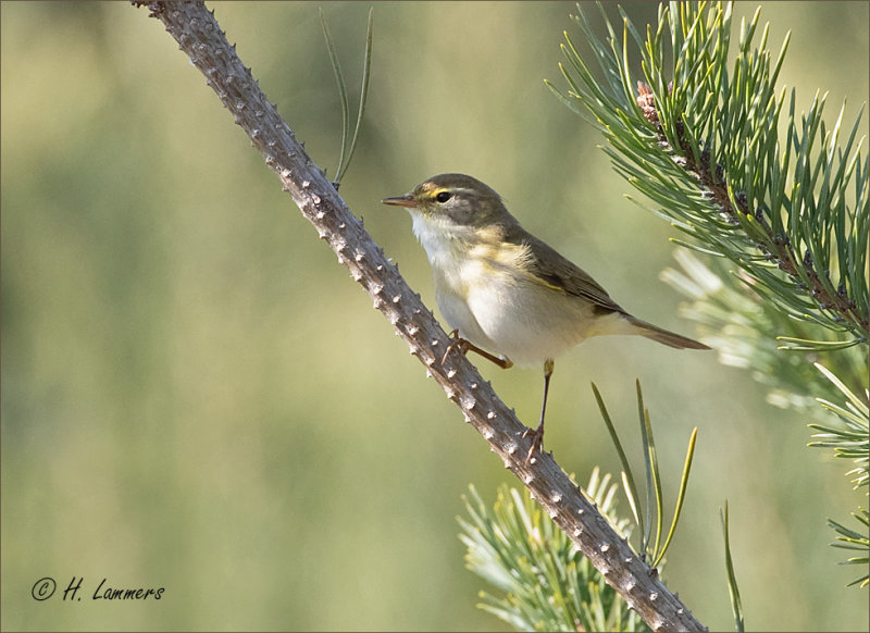 Willow Warbler - Fitis - Phylloscopus trochilus