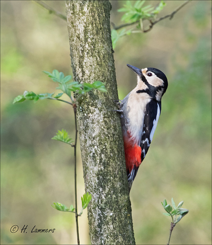 Great Spotted Woodpecker - Grote Bonte Specht - Dendrocopos major 