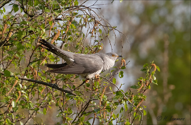 Koekoek - Common Cuckoo - Cuculus canorus