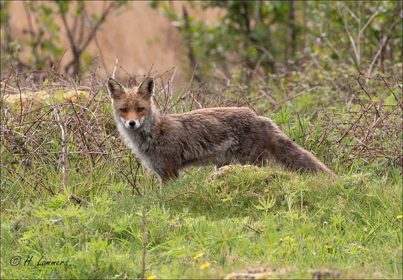 Red fox -  Vos - Vulpes vulpes    