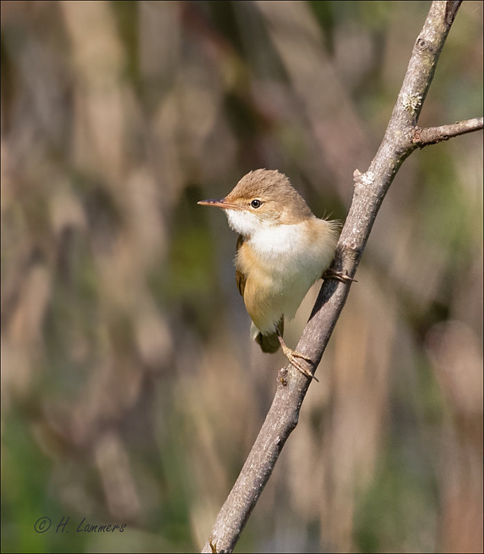 Eurasian reed warbler - Kleine Karekiet - Acrocephalus scirpaceus