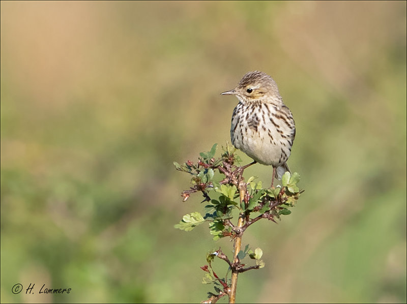 meadow pipit - Graspieper - anthus pratensis