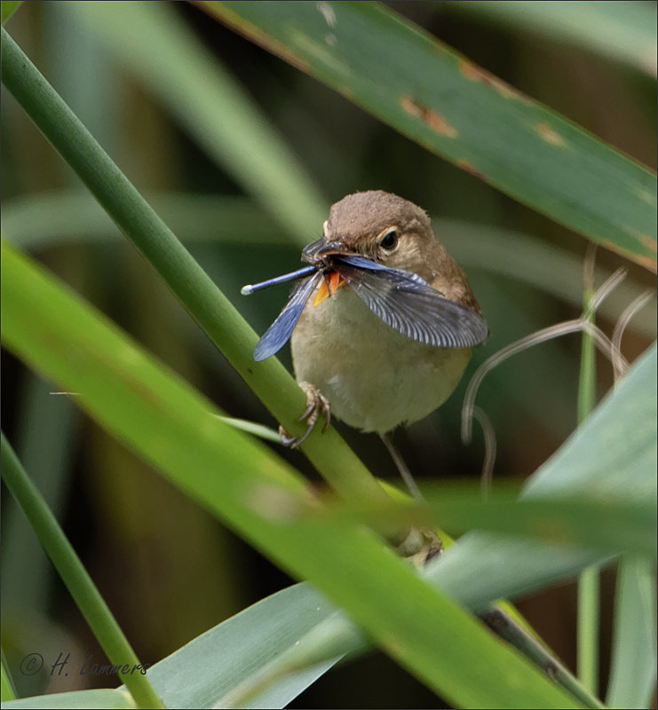 Eurasian reed warbler - Kleine Karekiet - Acrocephalus scirpaceus (With banded demoiselle)