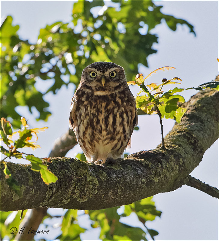 Little owl -    Steenuil  - Athene noctua