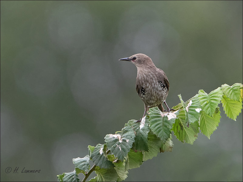 Common starling (juv) - Spreeuw - Sturnus vulgaris