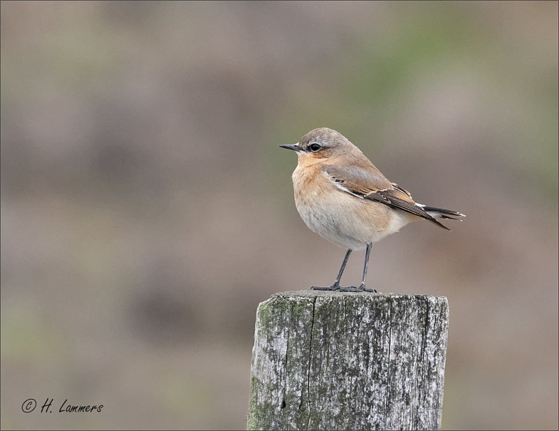  Northern wheatear -  Tapuit - Oenanthe oenanthe