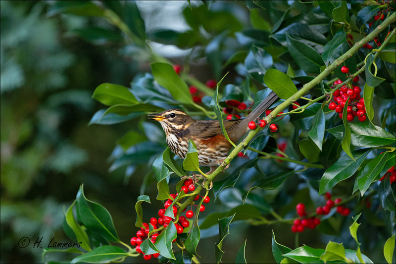 Redwing - Koperwiek - Turdus iliacus