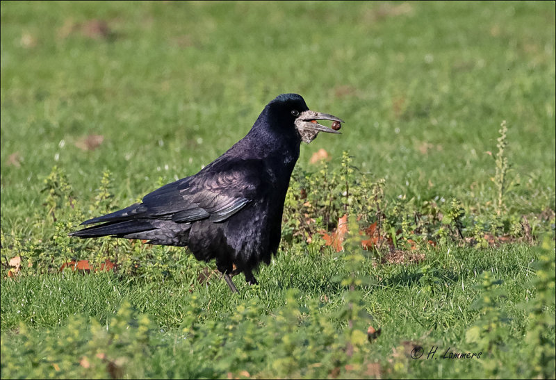 Rook - Roek - Corvus frugilegus