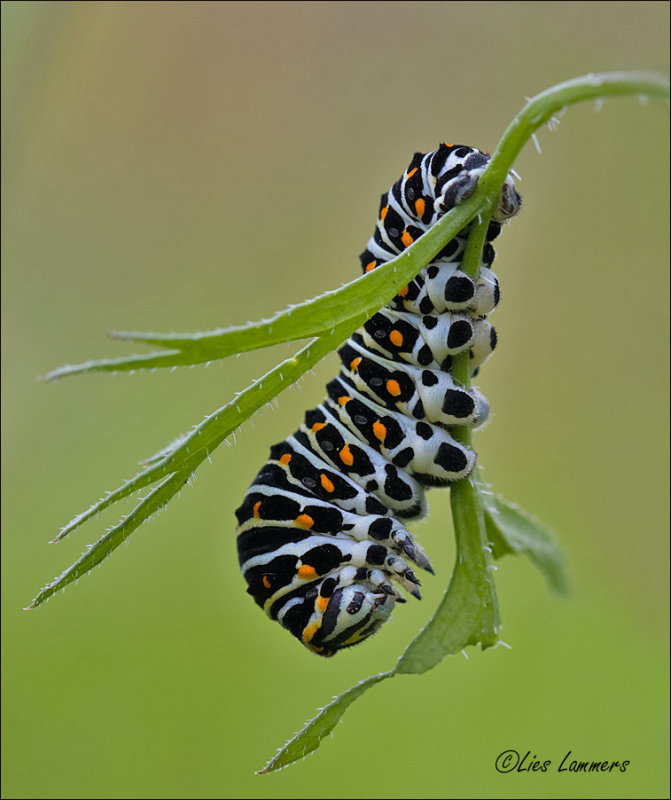 Southern Swallowtail - Koninginnenpage - Papilio alexanor