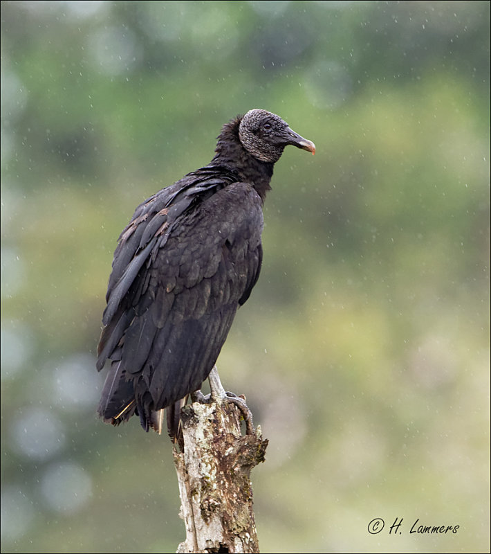 Black Vulture -_Zwarte gier -  Coragyps atratus
