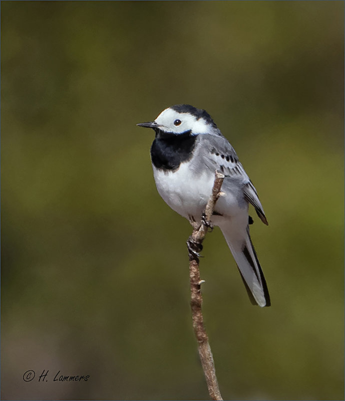 White wagtail - Witte kwikstaart - Motacilla alba