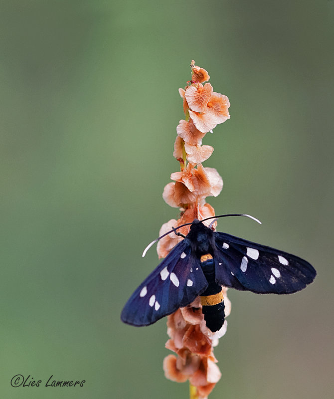 Nine-spotted - Phegeavlinder - Amata phegea