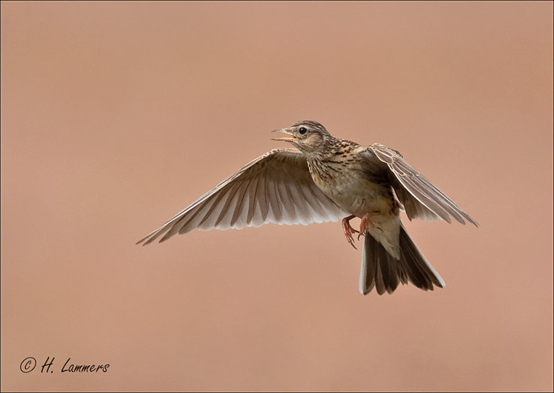 Eurasian skylark - Veldleeuwerik - Alauda arvensis