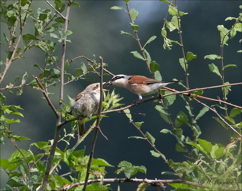 Red-backed Shrike - Lanius collurio  Grauwe Klauwier 