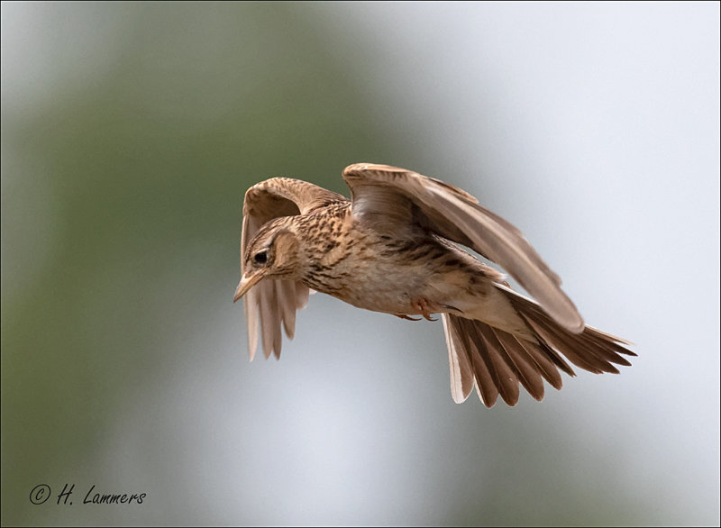 Eurasian skylark - Veldleeuwerik - Alauda arvensis