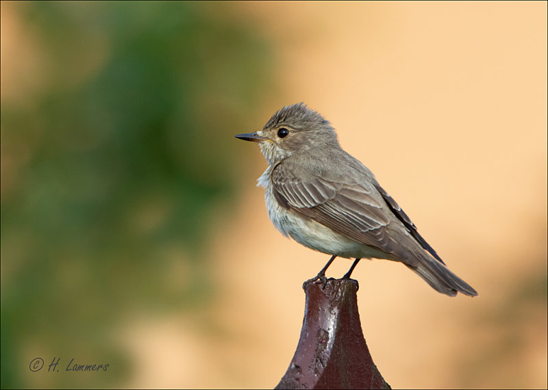 Spotted flycatcher - Grauwe Vliegenvanger - Muscicapa striata