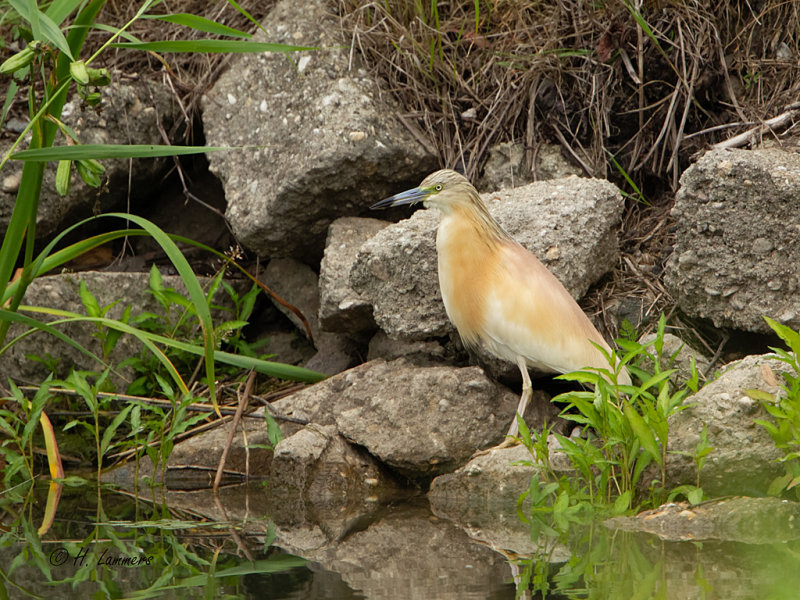 Squacco heron - Ralreiger  - Ardeola ralloides 