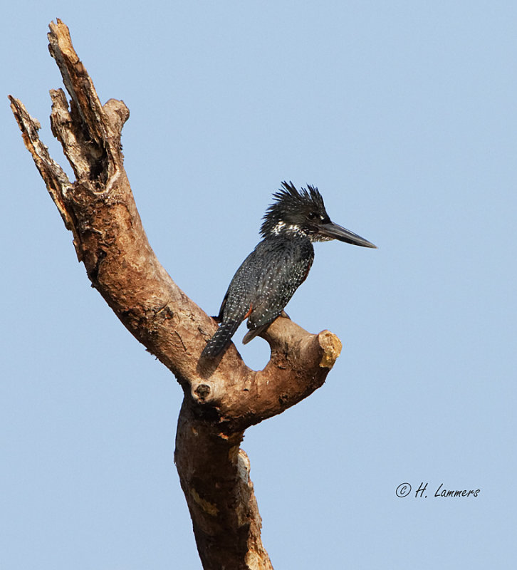 Giant Kingfisher - Afrikaanse reuzenijsvogel  - Megaceryle maxima