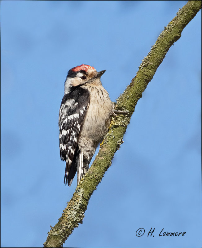  lesser spotted woodpecker - Kleine  Bonte Specht - Dryobates minor