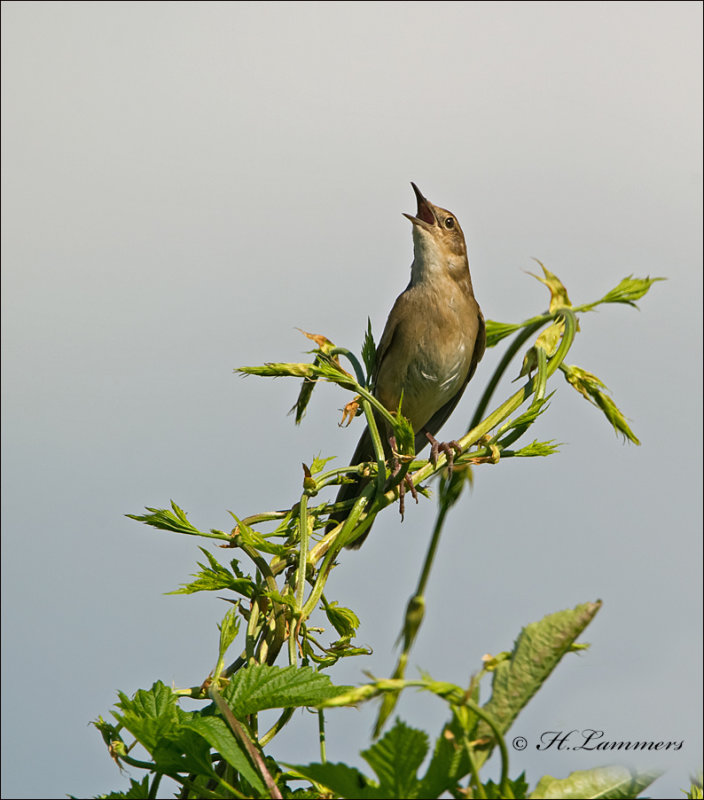 Savi´s Warbler - Snor - Locustella luscinioides 