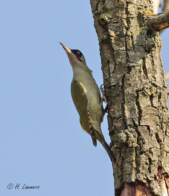 European green woodpecker - Groene Specht  - Picus viridis