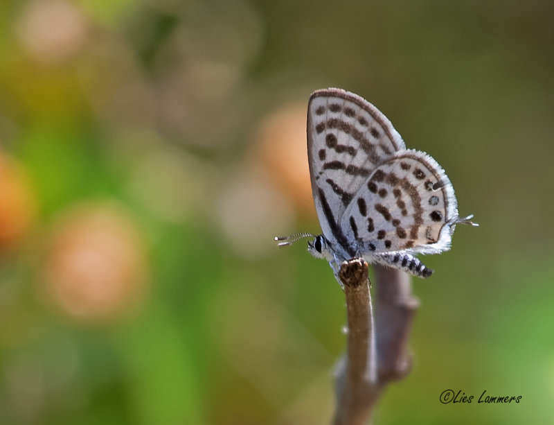 Klein christusdoornblauwtje - Tarucus balkanica - Little Tiger Blue