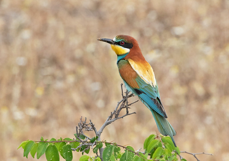 (European) Bee-eater - Bijeneter - Merops apiaster