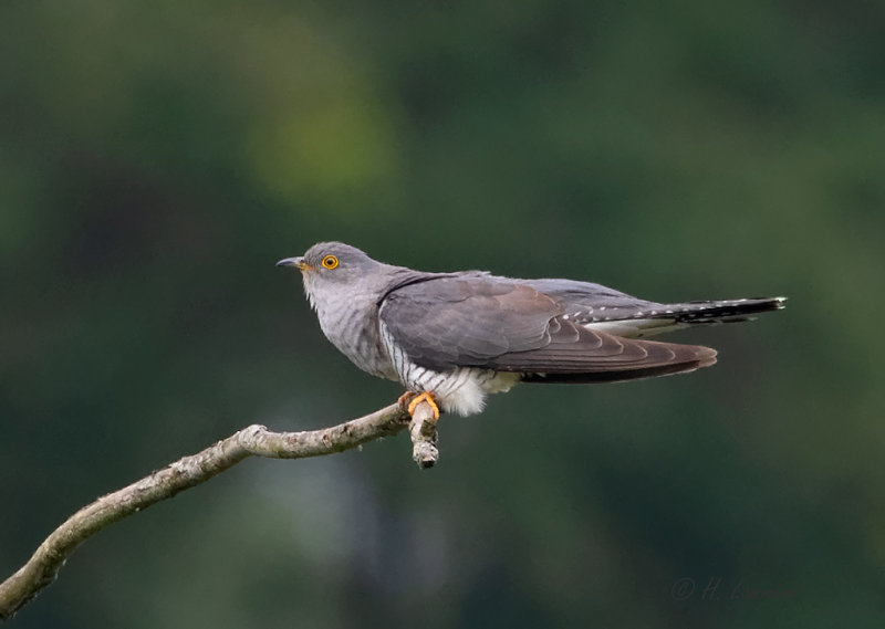 Common cuckoo - Koekoek - Cuculus canorus
