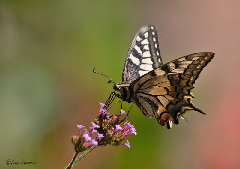 Southern Swallowtail - Koninginnenpage - Papilio alexanor