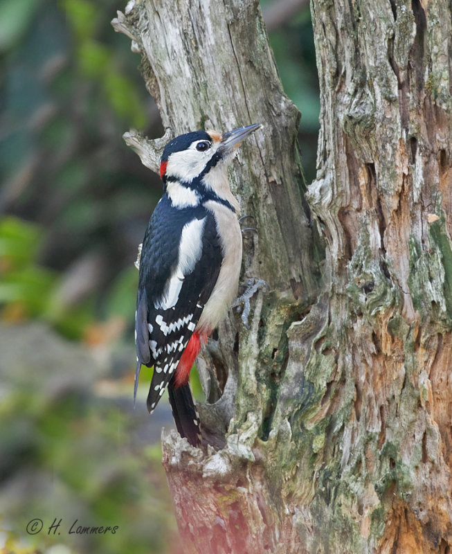 Grote bonte Specht - Great spotted woodpecker - Dendrocopos major