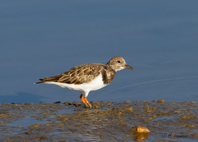 Turnstone - Steenloper - Arenaria interpres