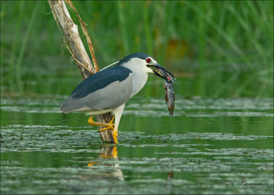 Black-crowned Night Heron - Kwak - Nycticorax nycticorax