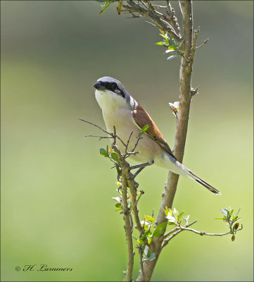 Red-backed Shrike - Grauwe Klauwier - Lanius collurio