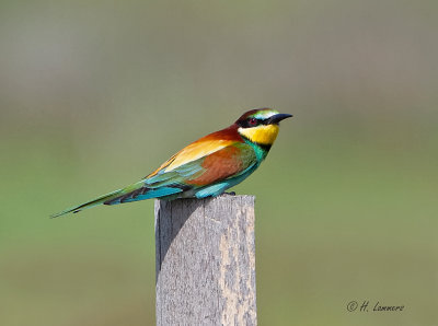 European Bee-eater - Bijeneter _P4B4365.
