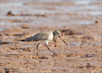 Bar-tailed Godwit - Rosse Grutto - Limosa lapponica  