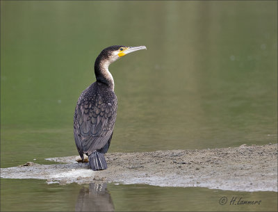 Great Cormorant -  Aalscholver