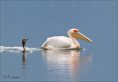 Great White Pelican - Roze Pelikaan - Pelecanus onocrotalus  