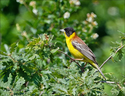 Black-headed Bunting - Zwartkopgors - Emberiza melanocephala