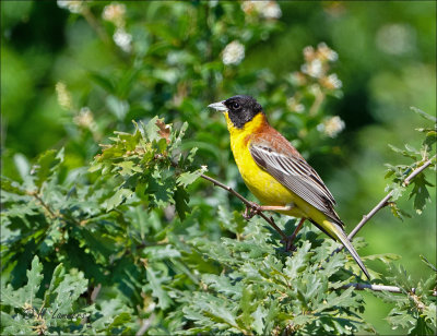 Black-headed Bunting - Zwartkopgors -  Emberiza melanocephala