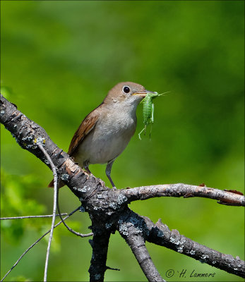 Common Nightingale - Nachtegaal - Luscinia megarhynchos