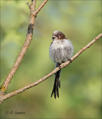 Long-tailed Tit (juv)-  Staartmees  (juv)-  Aegithalos caudatus 