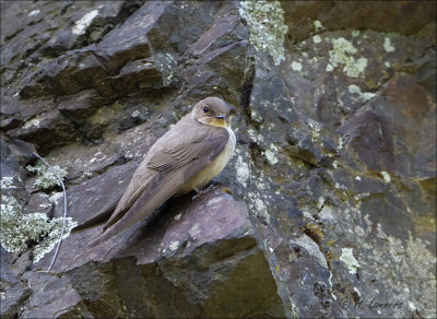 Eurasian Crag Martin - Rotszwaluw - Ptyonoprogne rupestris