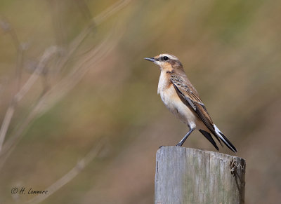 Northern Wheatear - Tapuit - Oenanthe oenanthe