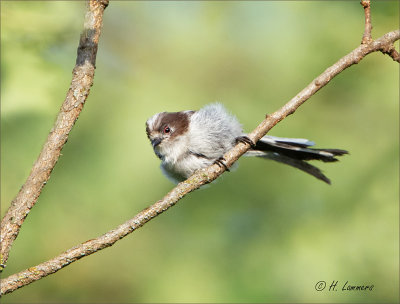 Long-tailed Tit - Staartmees - Aegithalos caudatus
