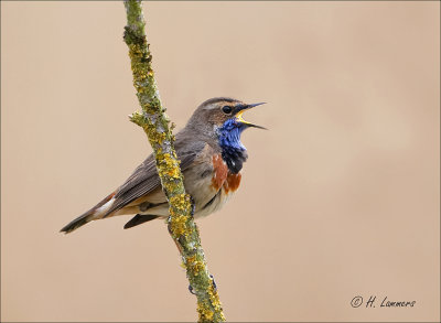 Bluethroat - Blauwborst - Luscinia svecica