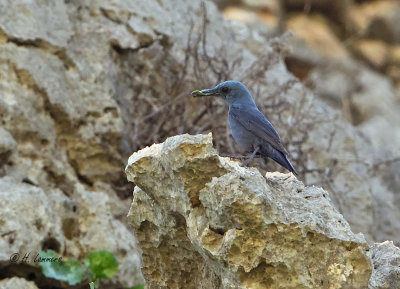 Blue Rock Thrush - Blauwe Rotslijster - Monticola solitarius