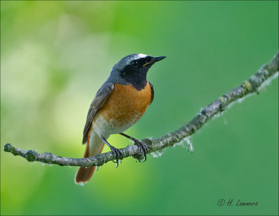 Common Redstart - Gekraagde Roodstaart