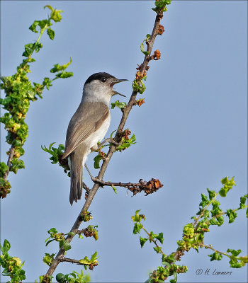 eurasian_blackcap (5 Pictures)