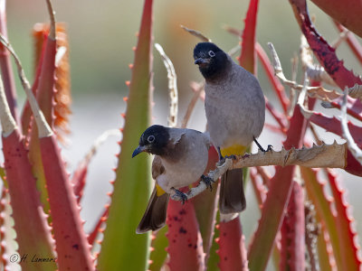 White-spectacled Bulbul - Arabische buulbuul - Pycnonotus xanthopygos